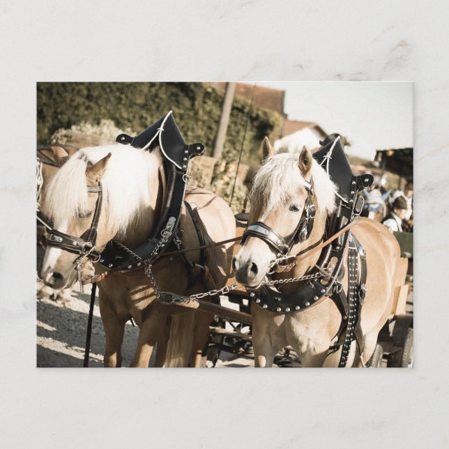 POSTAL RÖSSER BEI HAAGER HERBSTFEST EINZUG (Anverso)