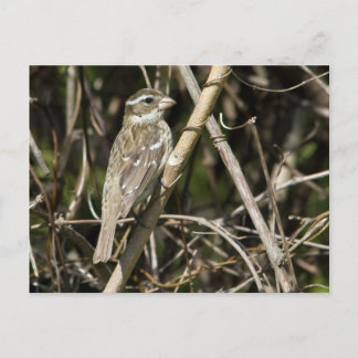 Postal Rosy Gros Postcard