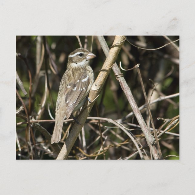 Postal Rosy Gros Postcard (Anverso)