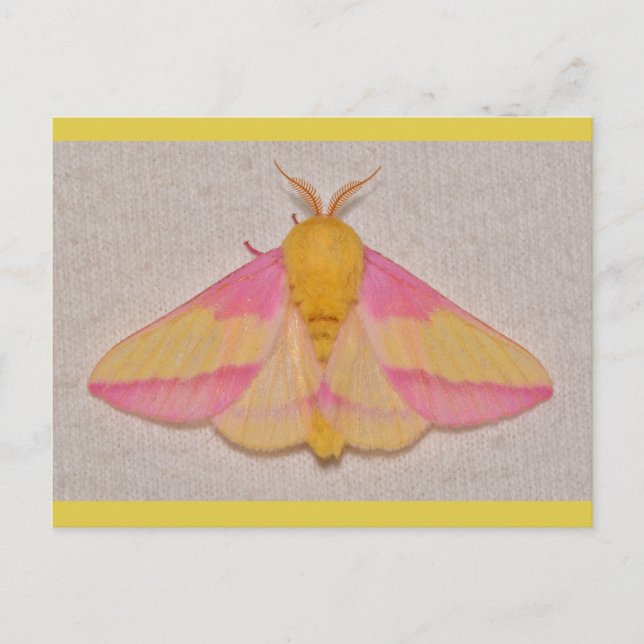 Postal Rosy Maple Moth. (Anverso)
