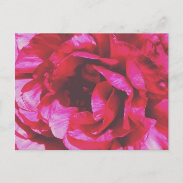 Postal Rosy Rosa Postcard (Anverso)