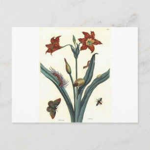Postal Rote Lilie de Maria Sibylla Merian