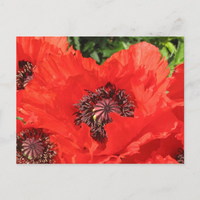 Postal Roter Mohn (Anverso)