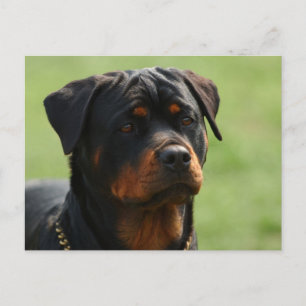 Postal Rottweiler
