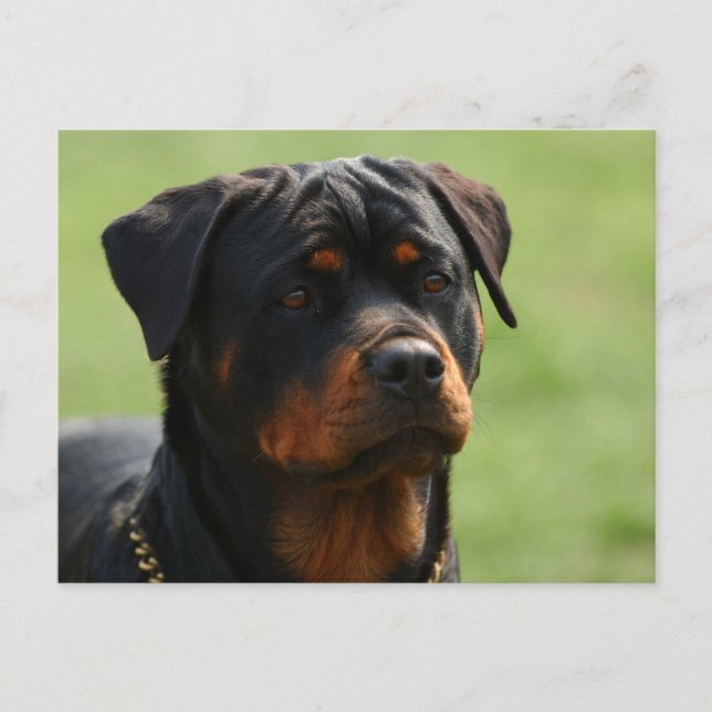 Postal Rottweiler (Anverso)