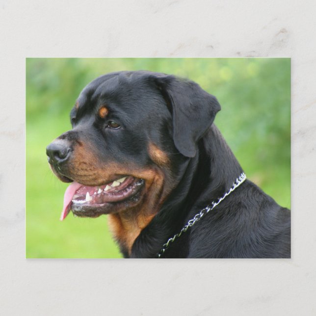 Postal rottweiler (Anverso)