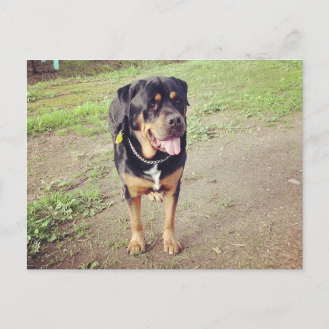 Postal rottweiler-completo (Anverso)
