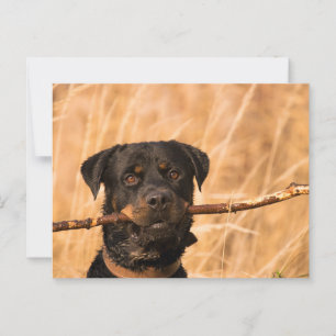 Postal Rottweiler Con Palo