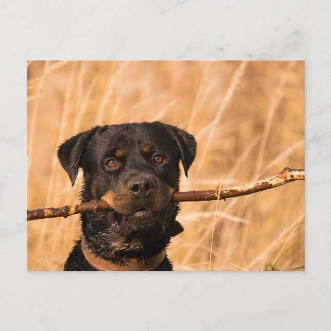 Postal Rottweiler Con Palo (Anverso)