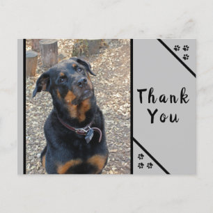 Postal Rottweiler Head Tilt Cuteness Gracias Postcard