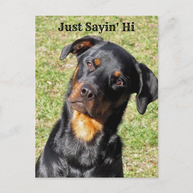 Postal Rottweiler Just Sayin' Hi Postcard (Anverso)
