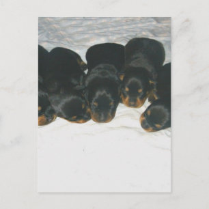 Postal Rottweiler Puppies
