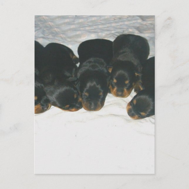 Postal Rottweiler Puppies (Anverso)