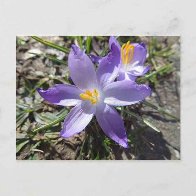 Postal Rótulo De Primavera (Anverso)