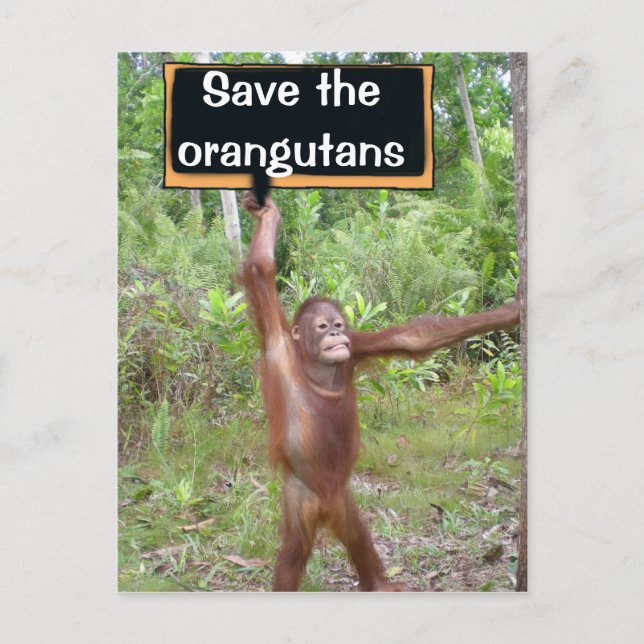 Postal Rótulo de protesta de Orangutan (Anverso)