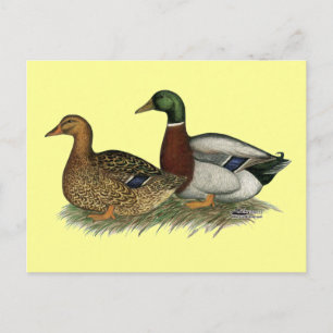 Postal Rouen Ducks