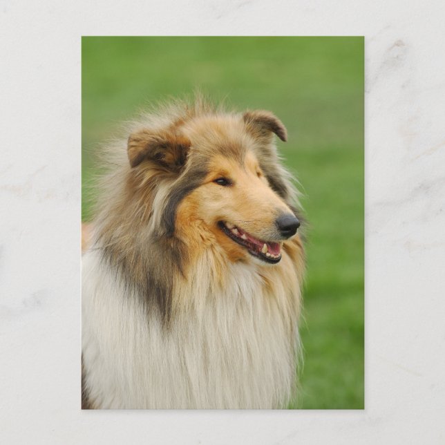 Postal Rough Collie (Anverso)