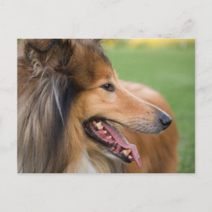 Postal Rough Collie Face