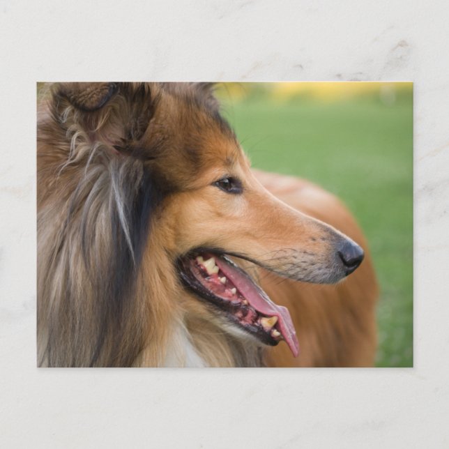 Postal Rough Collie Face (Anverso)