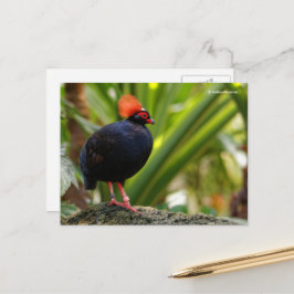 Postal Roul-Roul Crested Wood Partridge
