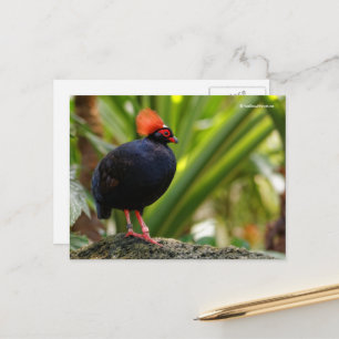 Postal Roul-Roul Crested Wood Partridge