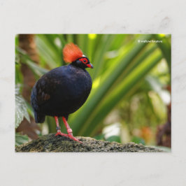 Postal Roul-Roul Crested Wood Partridge