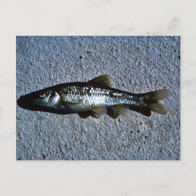 Postal Roundnose Minnow (Anverso)