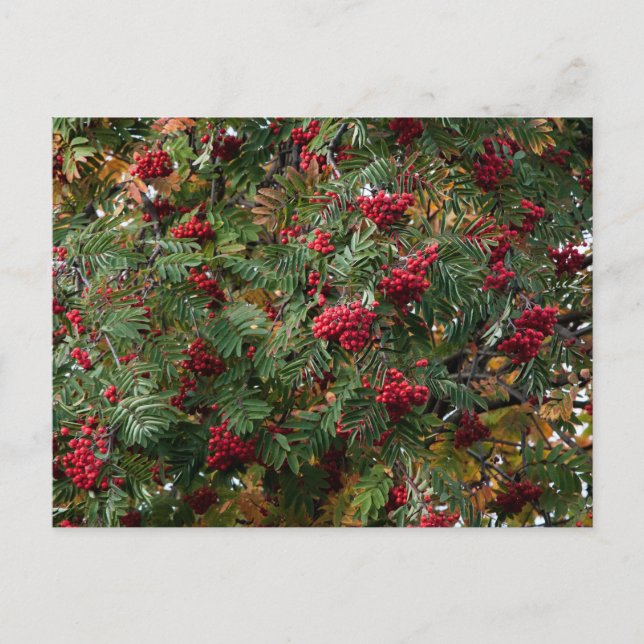Postal Rowan berries (Anverso)