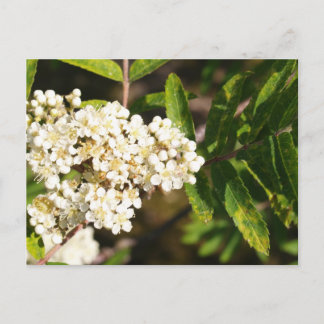 Postal Rowan en flor