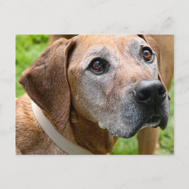 Postal Rowdy (Anverso)