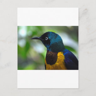 Postal Royal Starling