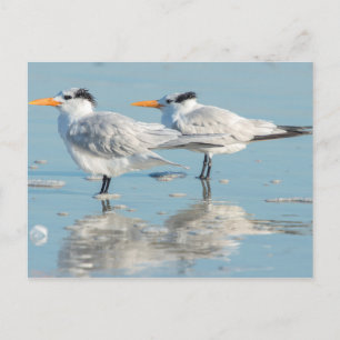 Postal Royal Terns en la playa
