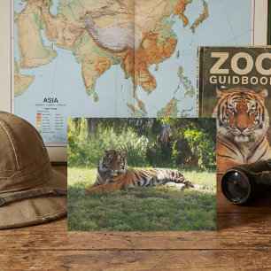 Postal Royalty de la jungla: Descansa en la sombra