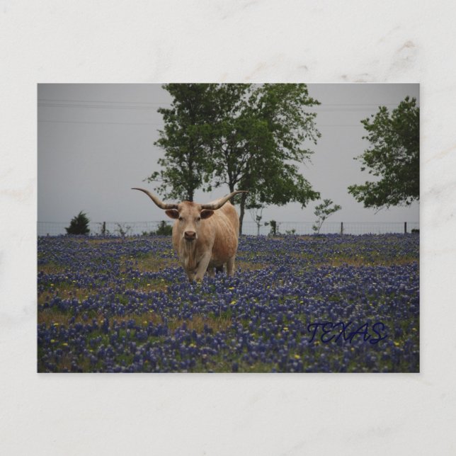 Postal Royalty de Texas (Anverso)