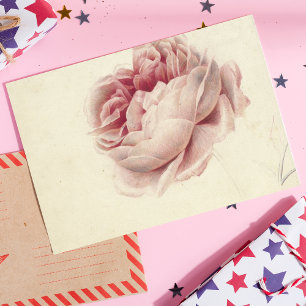 Postal Roze Roos (1792) - Arte botánico de época