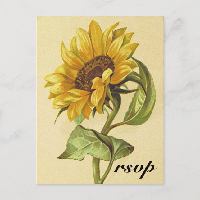 Postal "rsvp" de girasol de estilo vintage rústico (Anverso)