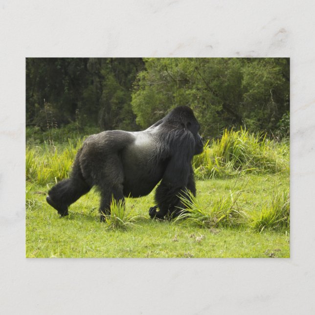 Postal Ruanda, Parque Nacional de los Volcanes (Anverso)