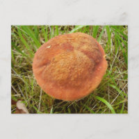 Ruby Bolete Mushroom Postcard