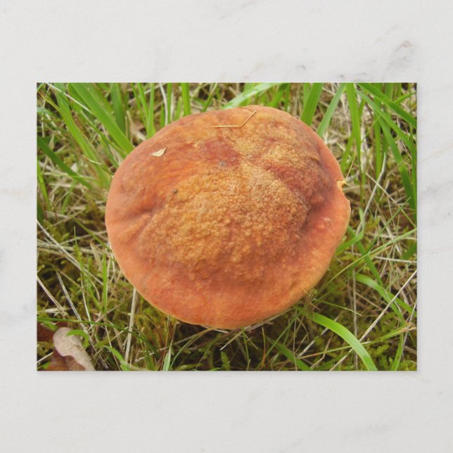 Postal Ruby Bolete Mushroom Postcard (Anverso)