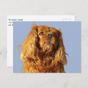 Postal Ruby Cavalier King Charles Spaniel Perro Cachorro