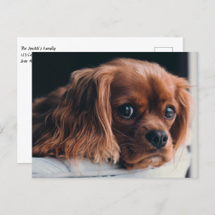 Postal Ruby Cavalier King Charles Spaniel Perro Cachorro