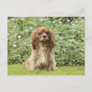 Postal Ruby Cavalier Rey Charles Spaniel en el césped