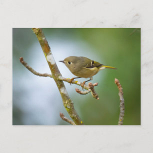 Postal Ruby Crowed Kinglet