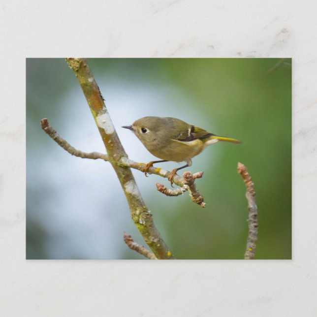 Postal Ruby Crowed Kinglet (Anverso)
