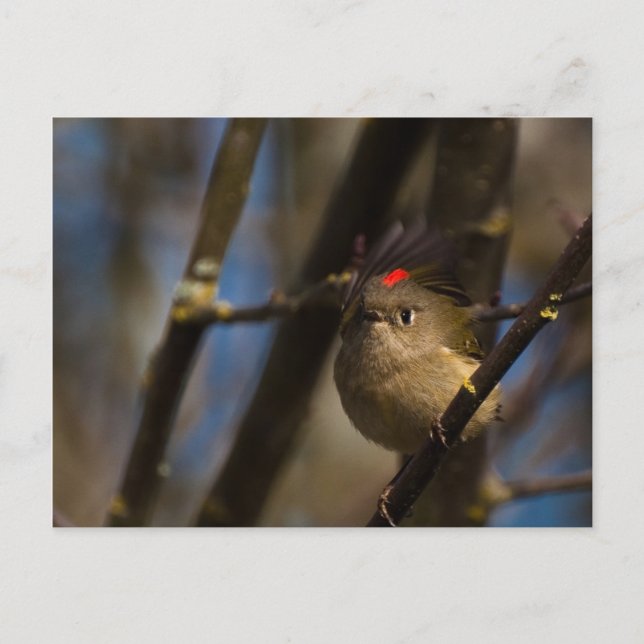 Postal Ruby Crowned Kinglet 01 (Anverso)