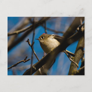 Postal Ruby Crowned Kinglet 02