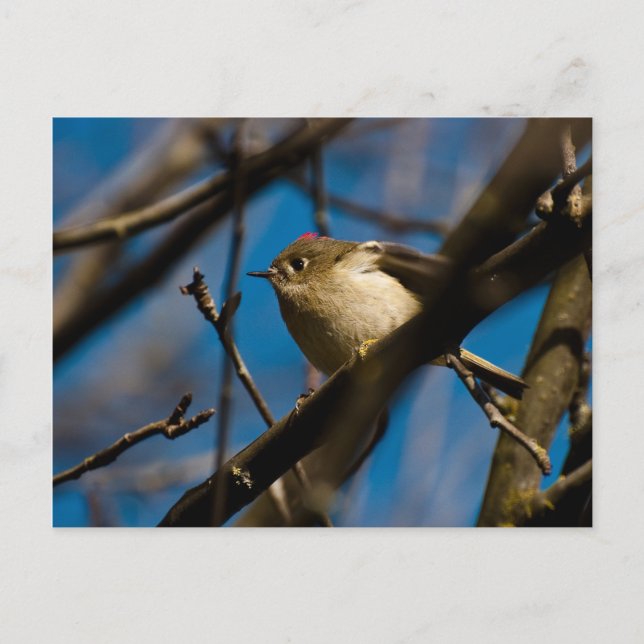 Postal Ruby Crowned Kinglet 02 (Anverso)