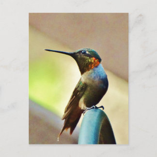 Postal Ruby encaramado y colibrí verde