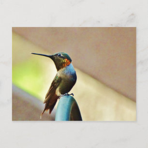 Postal Ruby encaramado y colibrí verde