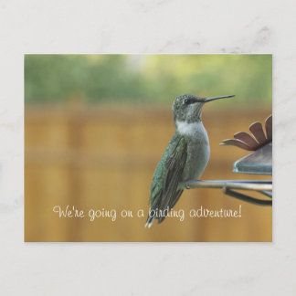 Postal Ruby Throed Hummingbird